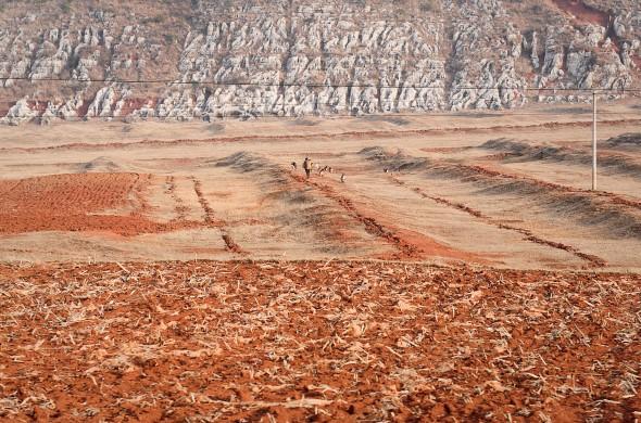 En kinesisk bonde vallar sin boskap på ett torrt fält efter en omfattande torka i Fuyuan i Yunnanprovinsen den 20 februari 2012. (Foto: STR/AFP/Getty Images)