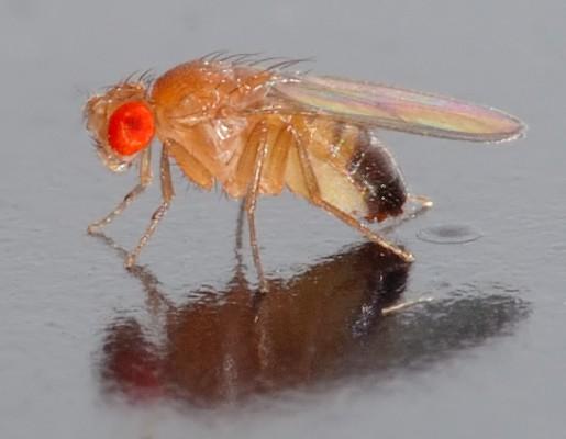 En ny studie visar att fruktflugor kan medicinera sig själva med alkohol för att undvika att dö på grund av parasiter. (Foto: André Karwath/Wikimedia Commons)