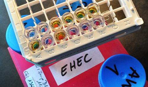 Ehec är en allmänfarlig anmälningspliktig sjukdom enligt smittskyddslagen. I delar av Tyskland råder nu undantagstillstånd efter att flera personer dött i sjukdomen. (Foto: AFP/ PHOTO Julian Stratenschulte)