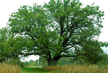 En ek vid Elleholms badplats i Blekinge, tillika länets största träd med 765 cm i omkrets.
