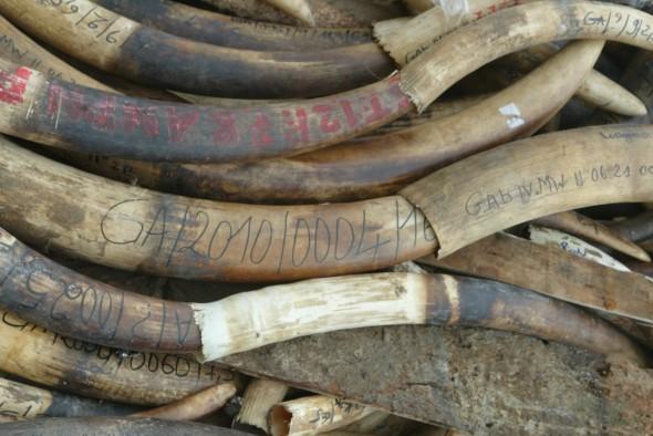 Regeringen i Gabon brände upp fem ton elfenben, värt omkring 14 miljoner dollar i juni 2011, för att markera sitt åtagande att bekämpa tjuvskyttar och rädda landets elefanter. (Foto: Wils Yanick Maniengui/AFP/GettyImages)