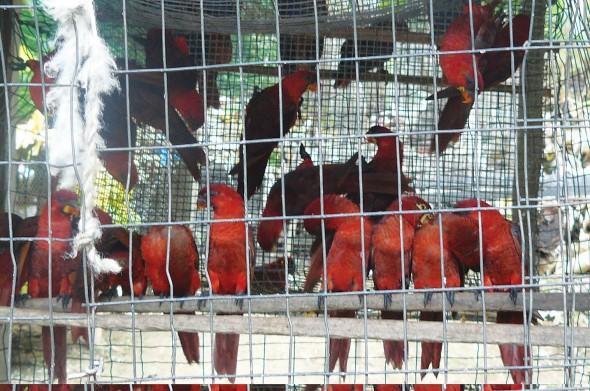 Tusentals papegojor av arten Cardinal Lories och andra fåglar exporteras från Salomonöarna genom att felaktigt påstå att de är uppfödda i fångenskap. (Foto: Med tillstånd från Traffic)