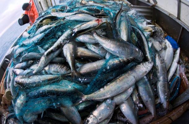 I fet fisk som strömming är halter av miljögifterna dioxiner och PCB är fortsatt höga. Miljögifterna har en negativ påverkan på immunförsvaret, utvecklingen av hjärnan, nervsystemet, fortplantningsförmågan och kan orsaka cancer.(Foto: AFP/Jens Buttner)