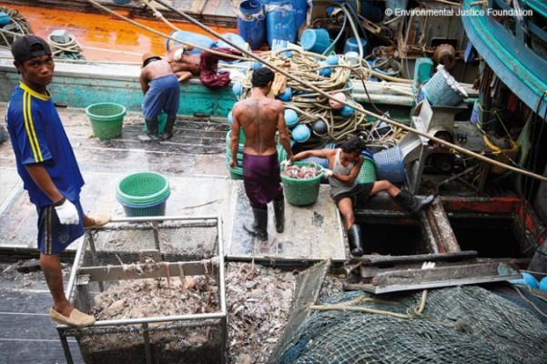 Fiskare på en thailändsk båt. När piratfisket undersöktes fann man bevis på människosmuggling, slavarbete och att våld användes i thailändska fiskeindustrin. (Courtesy of Environmental Justice Foundation, www.ejfoundation.org)