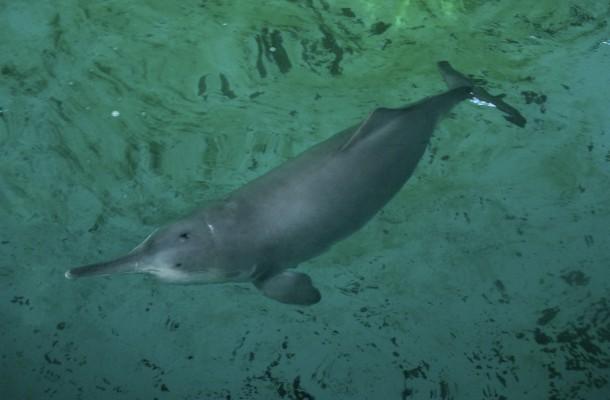 En bild av en "baiji" eller Yangtzefloddelfin (Lipotes vexillifer). OBS! Delfinen på bilden är inte densamma som fotograferades den 19 augusti 2007. (Foto: WWF Sverige)
