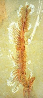 Forskare i Kina har upptäckt ett fossil av svalgsträngsdjur med mjuk vävnad bevarad. (Foto: Professor Derek Siveter/Oxford University)