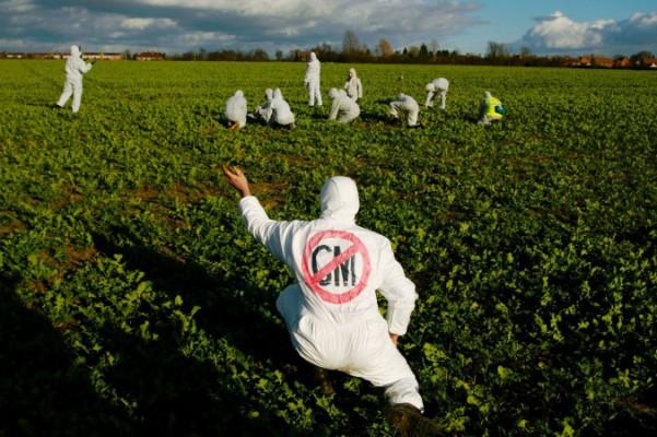 En demonstrant i ett rapsfält med genetiskt modifierade grödor (GMO) i Warwickshire, England den 9 mars 2002. EU: s relativt stränga GMO-föreskrifter ses i ett annat ljus genom forskning som skall presenteras vid Agricultural and Applied Economics Association 2013 årsmöte i augusti 2013. (Foto: Sion Touhig / Getty Images)