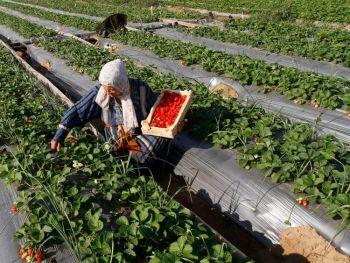 En palestinsk bonde plockar jordgubbar för export, vid en gård i Beit Lahia i norra Gazaremsan den 29 november. Nya åtgärder tillåter export av jordgubbar från Gaza. (Mohammed Abed/AFP/Getty Images)
