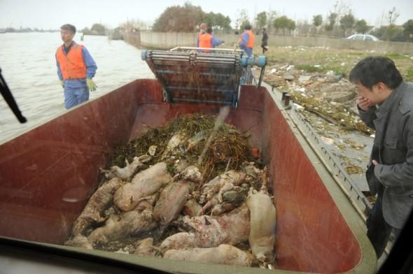Dricksvattnet i Shanghai förorenades när tiotusentals döda grisar dumpades i stadens dricksvattenkälla, Huangpufloden, i mars i år. Här samlas griskroppar in för att förstöras. (Foto: Peter Parks/AFP/Getty Images)

