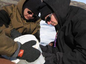 William D’Andrea (höger) och Yongsong Huang på Brown University har tagit kärnor från två sjöar på Grönland, nära nordiska bosättningar i väster, för att rekonstruera 5600 års klimathistoria. (Foto:William D'Andrea/Brown University)

