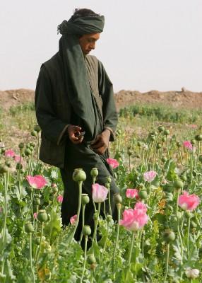 En afghansk pojke arbetar på ett opiumfält i Panjwayidistriktet i Kandahar. Afghanistan är idag en av världens största drogproducenter. (Foto: AFP/John D McHugh)