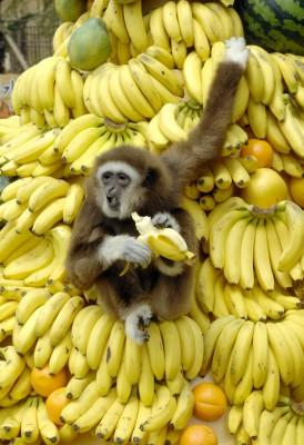 Inte bara sydkoreanska vithandade gibbonapor gillar bananer. Svenska livsmedelskonsumenter köpte frukten för 243 kronor per person förra året. (Foto: AFP/Jung Yeon-Je)