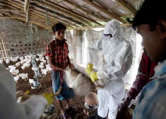 Indiska hälsoarbetare får hjälp av bönder för att avliva höns i byn Ganganagar, omkring 200 km norr om Kolkata, den 24 januari 2008. Myndigheterna har erkänt att de inte agerat snabbt nog i kampen mot fågelinfluensan. (Foto: Deshakalyan Chowdhury/AFP) 
