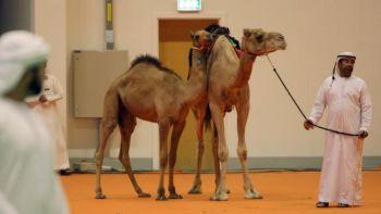Spjutspetsteknologi, så som embryotransfer, insemination och även kloning, används i Förenade Arabemiraten för att föda upp kameler. (Foto: Karim Sahib / AFP / Getty Images)