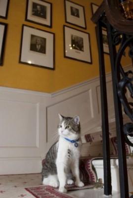 Larry, den nya katten på 10 Downing Street i London sitter i trappan i sitt nya hem den 15 februari. (Foto: Mark Large - WPA Pool/Getty Images)