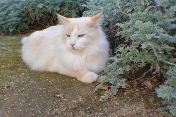 Katten Kippy i trädgården i Arizona 2014. (Foto: RP Shelton, Wikimedia.org.)