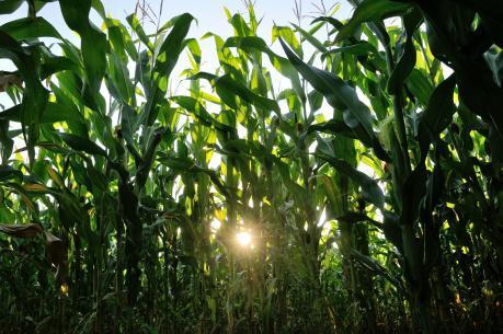 Ett majsfält. Majsen kan bli mat eller etanol. (Foto: Phillipe Huguen/AFP)