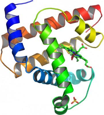 Myoglobinet i protein kan efter upphettning åter veckas i sina långa kedjor av aminosyror trots avsaknad av vatten, enligt ny forskning. (Foto: AzaToth/Wikimedia Commons)