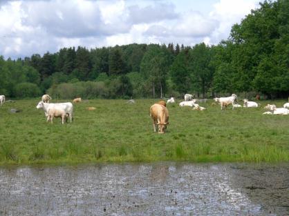 De svenska naturbetesmarkerna används inte i den utsträckning som skulle kunna ske. Istället importeras foder från andra delar av världen vilket gör att den biologiska mångfalden i det svenska odlingslandskapet minskar. (Foto: Maria Hellström, Epoch Times)
