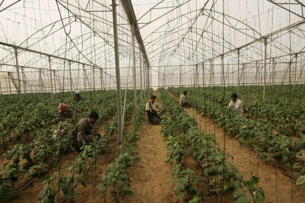Naturskyddsföreningen avråder köp av tomater odlade i växthus uppvärmda med fossila bränslen. (AFP/MOHAMMED ABED)