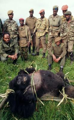 Bara i år har totalt nio bergsgorillor skjutits av tjuvjägare. Bilden visar förtvivlade parkvakter i Virungas nationalpark tillsammans med en död gorilla som just fallit offer för hänsynslös tjuvjakt (Foto: WWF)