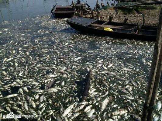 Vattenöverföringsprojektet mellan norra och södra Kina orsakade massiva föroreningar i Dongpingsjön i Shandongprovinsen, vilket dödade den fisk som byborna var beroende av för sin överlevnad. (Foto från internet)