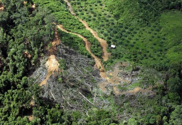 Avverkade träd från en regnskog syns i mitten av bilden från staten Sarawak, i Borneo i december 2007. Bredvid växer ett expanderande oljeplantage (högst upp till hö). Platsen är inre Miriområdet, i östra Borneo, Malaysia. (Foto: AFP)