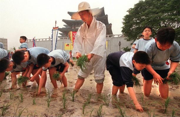 Sydkoreanska barn arbetar hårt med att få igång säsongens risplantage. Förra årets skörd gav goda resultat och man kunde skicka 10.000 ton till det svältande folket i nord. (Foto: AFP/ Kim Jae-Hwan)
