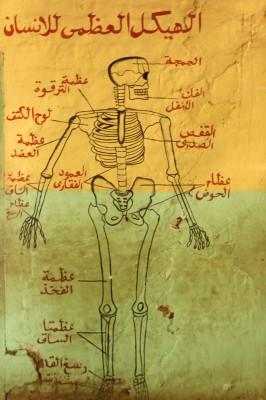 Ny forskning visar att skelettets benomsättning har en betydelse i regleringen av blodsockret. Här en bild av människans skelett målad på väggen i skola i Khartoum, Sudan, den 16 april 2010. Den förklarande texten på bilden är på arabiska. (Foto: Patrick Baz/AFP)