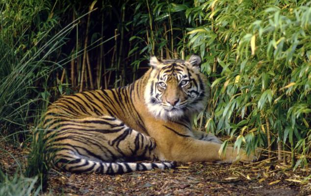 På 25 år har antalet tigrar minskat med 70 procent på Sumatra, samtidigt som stora mängder skog avverkats och utsläppen av växthusgaser ökat kraftigt. (Foto:wwf.se)