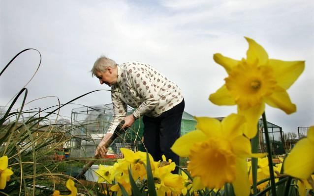 Trädgårdsarbete - bra på många sätt. (Foto: Adrian Dennis/AFP)