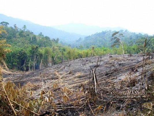 Förstörd tropisk skog i Borneo, Malaysia. En ny studie visar att djurlivet i skyddade tropiska skogar är alltmer hotat. (Med tillstånd av Karl Eduard Linsenmair)
