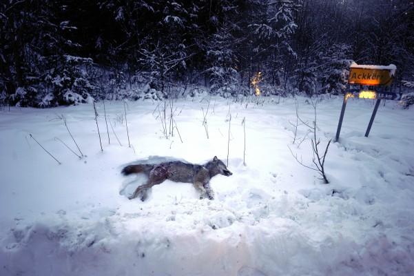 En varghona som väger 39.5 kilo dödades av jägare den 2 januari nära Kristinehamn. (Foto: Olivier Morin/AFP)
