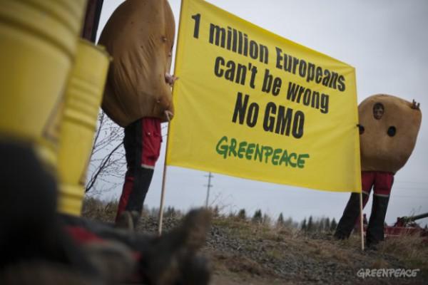 Greenpeace aktivister protesterade i Nedre Vojakkala i Tornedalen mot GMO-odling av potatisen Amflora på grund av undermålig riskbedömning. (Foto: Christian Åslund / Greenpeace)