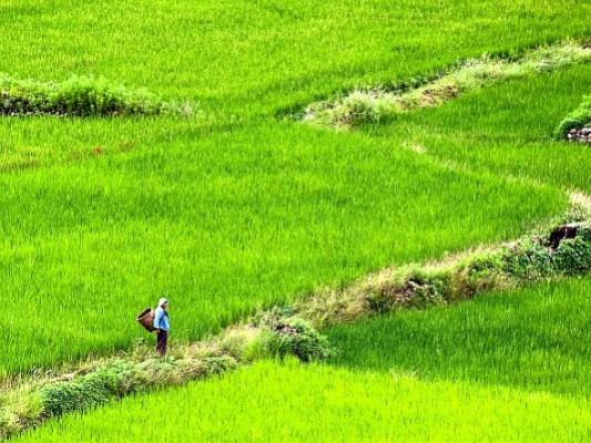 En buthanesisk kvinna går över odlingsfälten i Paro, cirka 50 km från huvudstaden Thimphu. I förra veckan tillkännagav landets jordbruks- och skogsminister, Pema Gyamtsho, den ambitiösa planen att uppnå 100 procent ekologisk matproduktion till år 2020. (Manan Vatsyayana/AFP/Getty Images)