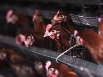 Kycklingar på en farm i Zouping i Shandongprovinsen i östra Kina, 1 april 2013. Experter tror att den nya varianten på fågelinfluensan kan komma att smitta mellan människor. (Foto: AFP/Getty Images)
