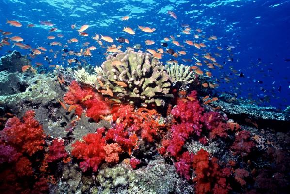 Korallrev i Fiji. Enligt en rapport från Världsnaturfonden har överfiske och miljöförstöring allvarligt utarmat haven. Foto: Cat Halloway/WWF