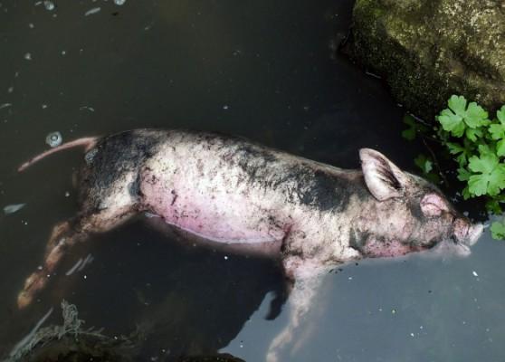 En död gris ligger i en smutsig biflod till Yangtzefloden i Yichang, som ligger i Hebeiprovinsen i centrala Kina. Bilden är från den 12 mars 2013, men denna gång flyter det döda grisar i Ganjiangfloden.  (Foto: STR/AFP/Getty Images)

