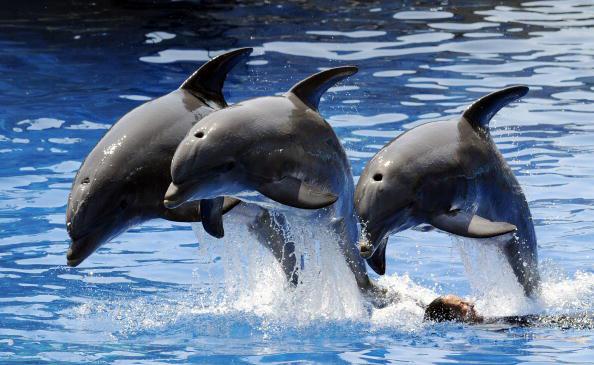 Delfiner hoppar över en man under en show på Madrid Zoo. Indiens miljö- och skogsministerium har nyligen beslutat att inte tillåta etablering av delfinarium i landet. (Foto: Dominique Faget/AFP/Getty Images)