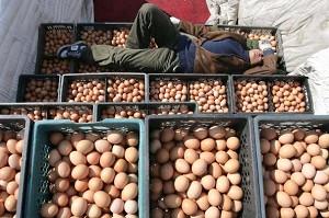 En arbetare sover på trälådor med ägg vid en hönsgård och äggmarknad i Peking, Kina. Flera stora mediakanaler i Korea har rapporterat om processen för att tillverka konstgjorda ägg som används i Kina. Något som skapat panik och stor oro hos koreanerna. (Foto: China Photos/Getty Images)