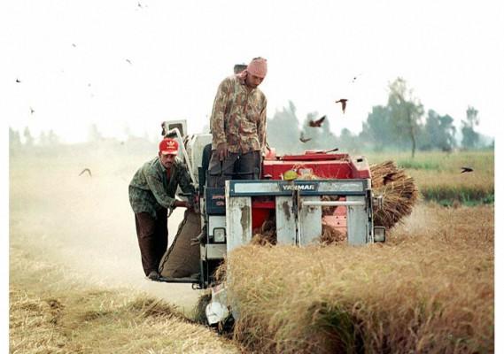 Produktiviteten i jordbruket i Norra Afrika och Mellanöstern befaras minska kraftigt på grund av klimatförändringarna. På bilden skördas ris på ett fält i Egypten. (Foto: AFP) 
