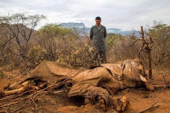 Yao Ming, från organisationen Wild Aid visar ett kadaver av en elefant i Samburu, Kenya, i augusti 2012. (Foto: Simon Maina/AFP/GettyImages)
