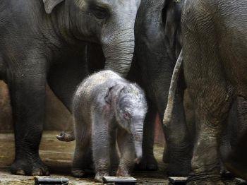 Den nyfödda elefantungen bland de andra elefanterna på Antwerpens zoo. (Foto: Koen Suyk/AFP/Getty Images)