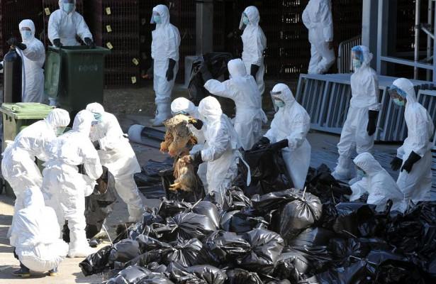 Anställda från hälsomyndigheterna samlar ihop kycklingar till slakt i Hongkong den 10 december 2008. Man räknar med att slakta 80 000 djur då man hittat kycklingar med fågelinfluensa på en av Hongkongs största kycklingfarmar. (Foto:Mike Clarke/AFP)