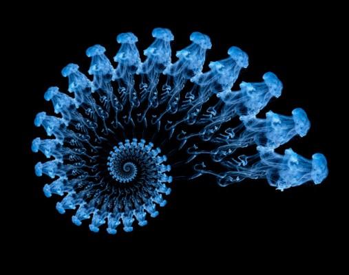 Bläck som droppas i vatten skapar figurer liknande maneter som upprepas och formar en spiral. (Hamish Barrie/Photos.com)
