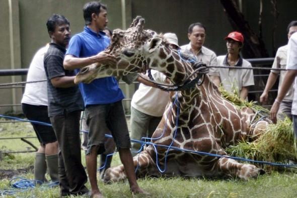 Den sjuka giraffen Kliwon på Surabaya Zoo i Surabaya. Kliwon dog på kvällen den 1 mars med 20 kg plast i magen. (Foto: Juni Kriswanto /AFP/Getty Images)