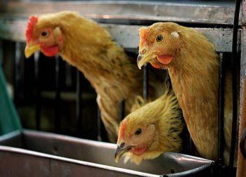 Information om utbrottet av fågelinfluensa har mörklagts av de kinesiska myndigheterna.(Getty Images)