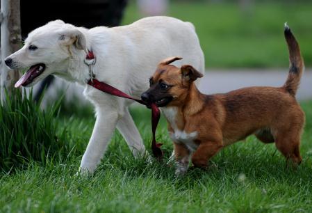 Hundar kan förutse hur människor ska bete sig baserat på speciella signaler, sammanhang och genom att lära sig från erfarenheter, enligt en ny studie. (Foto: Daniel Mihailescu / AFP)