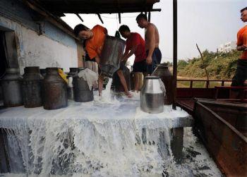 En kinesisk mjölkbonde häller ut färsk mjölk. (Getty Images)
