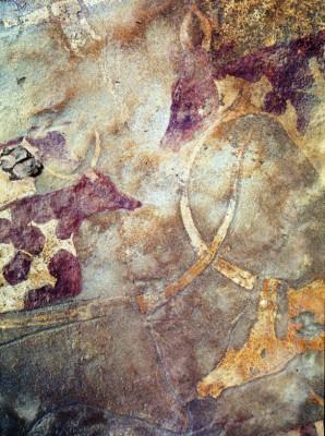 Stenmålningar av tamboskap, daterade till att vara mellan 5 000 och 7 000 år gamla, i Wadi Imha i libyska Sahara, visar betydelsen av boskap för folk i forntiden. (Foto: Roberto Ceccacci, ©The Archaeological Mission in the Sahara, Sapienza University of Rome)